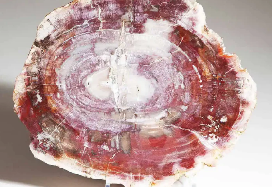 MADAGASCAN FOSSIL TREE TRUNK SLICE